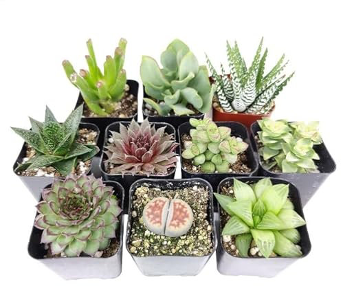 Mix de 10 Suculentas Mini Plantas Fáciles de Mantener tanto en Interior como en Exterior