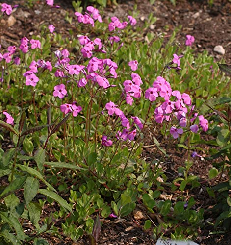 Hohe Flammenblume Jules Sandeau - Phlox Paniculata - lebende Gartenpflanze aus den Baumschulen