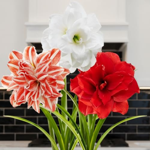 Bulbi di Amaryllis Budget Collezione - 3 Bulbi Fiori in grande formato 26/28 - Piante e Fiori Esclusivi dall'Olanda - Autentici Hippeastrum (non semi, senza cera e non artificiali)