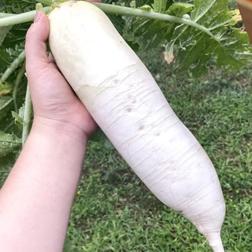 Welldales 50 Giant White UK Winter Radish Seeds Heirloom Hardy Root Vegetable to Grow
