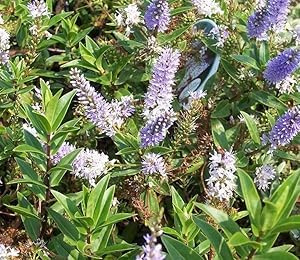 [x4] Hebe Blue Ice | Hardy Evergreen Garden Shrubs |Lilac-Blue Flowers | P9
