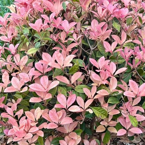 Semi di Photinia Red Robin semi di per i luoghi soleggiati balcone selvatiche, giardino giardino prodotti sostenibili 600pcs