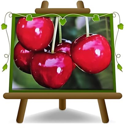 EURO PLANTS VIVAI Ciliegio Dolce New Star su Vaso ø 24/26 cm Pianta da Frutto Autofertile - Altezza 160~180 cm- Età 4 Anni