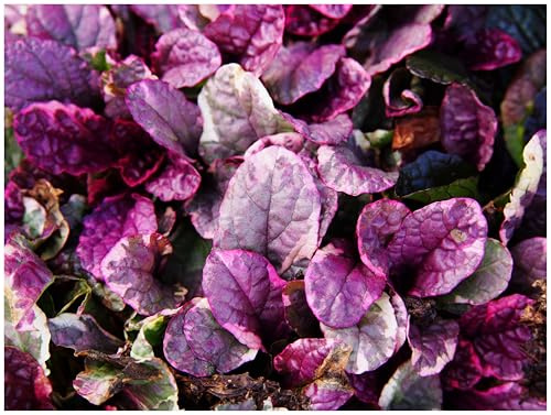 Stauden Gänge 1 x Ajuga reptans 'Burgundy Glow' Kriechender Günsel | Immergrüner Bodendecker für Halbschatten bis Schatten, Blüte April bis Juni, mehrjährig, 9x9 cm Topf
