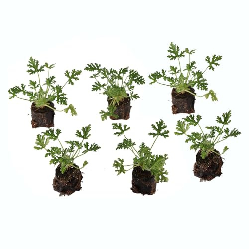 DECOALIVE | Geranio Antimosquitos | Pack 6 Plantas | Flores Repelentes Mosquitos