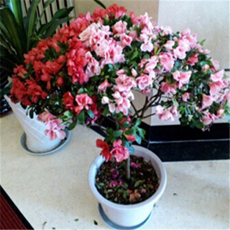 Bonsai azalee Semi 200pcs 10kinds mescolano semi di fiore Novel Pianta per trasporto Garden libero