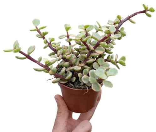 DECOALIVE Portulacaria Afra Variegata Planta Suculenta Natural