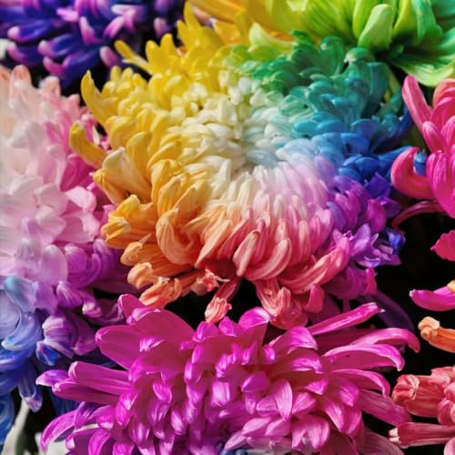 Semillas de crisantemo, semillas de verano invernaderos de balcón Decoración de jardín para exteriores 400pcs