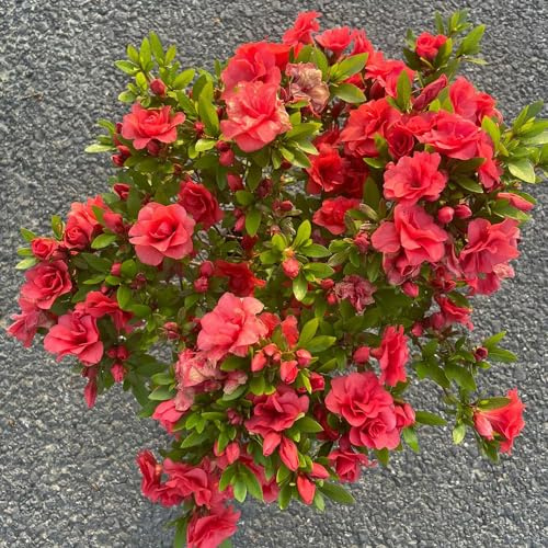semi resistenti di azalea - giardino rododendro interno decorative perenni 20pcs