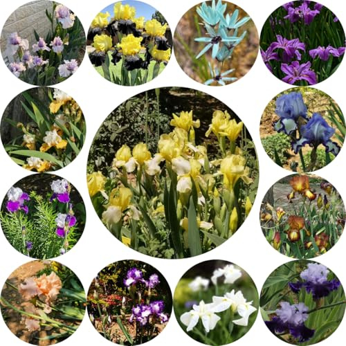 iris - selvatici da balcone decorazione soggiorno primaverili rari a precoce di, tappezzanti, resistenti, perenni da 8bulbi