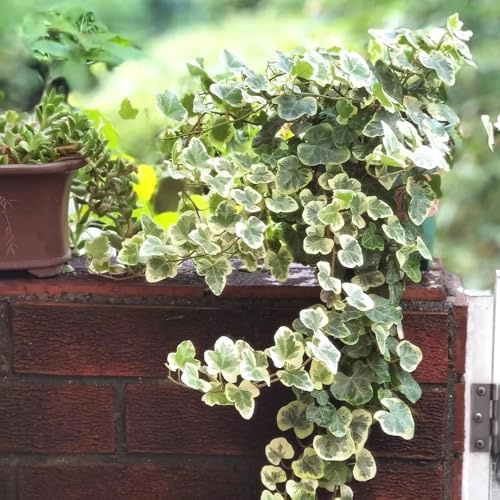 interno pothos ufficio, tetto verde edera giardino resistenti bonsai interno esotico per balcone giardino roccioso bonsai rampicanti d'appartamento 350semi