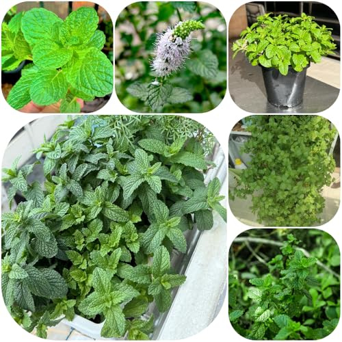 Semi di menta piperita - per i luoghi soleggiati per giardinieri vecchie varietà menta resistenti giardino verdi semi di 900pcs