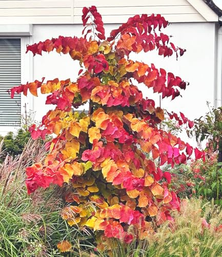 BALDUR Garten 1x Cercis Eternal Flame®, Judasbaum, Pflanze im 4 Liter-Topf | fantastisches Farbspiel der Blätter, Blickfang als Solitär, Ziergehölz, ideal für Hecken & Kübel, pflegeleicht