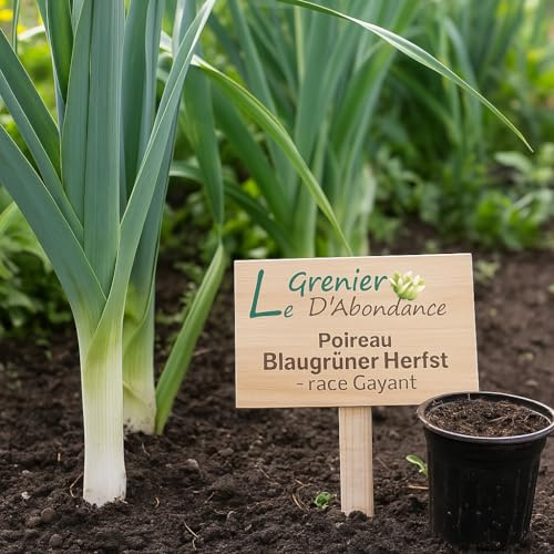 100 semi da seminare - L'Attico d'Abondanza - Porro Blaugrüner Herfst race Gayant bio - Allium porrum