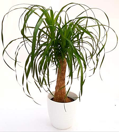 POWERS TO FLOWERS - BEAUCARNEA RECURVATA, MANGIAFUMO, IN VASO CERAMICA BIANCO A RIGHE, altezza 80cm, pianta vera