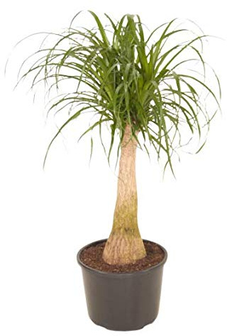 Palmera de Interior Pata de Elefante Nolina Recurvata Planta Natural para Decorar Casa y Oficina