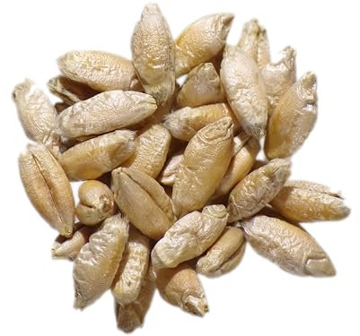 Triticale Bio - Triticosecale Spp. (Engrais Vert) SEM02 (Variété Ramdam : 40 grammes)