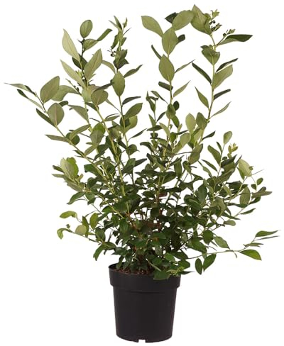 Blaubeere 'Goldtraube', Heidelbeere, Obststrauch, Gartenpflanze, Beerenpflanze, pflegeleicht, essbar, winterhart, Beerenstrauch