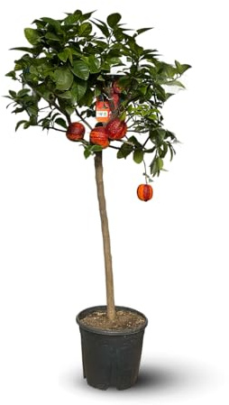 Attitude Jardin - Oranger Arcobal - citrus meyer sinensis - agrume méditerranéen - arbre fruitier - 110-120 cm - ⌀ 22 cm