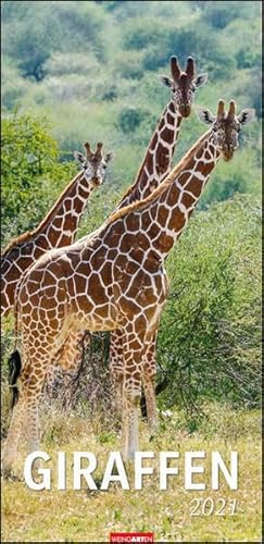 Giraffen XL Kalender 2021
