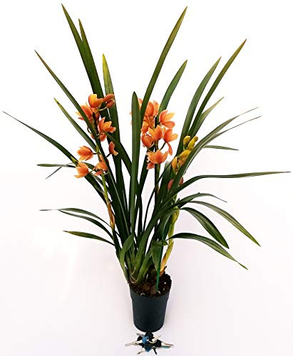 POWERS TO FLOWERS - CYMBIDIUM ARANCIO' XXL, pianta vera