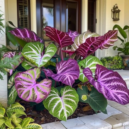 Hostas Bulbs for Planting UK Strong Plants That Grow Well Golden Jade Carving Feels Beautiful Now Mixed Garden Planting Now Greening Cut Flowers Good for Containers Perennial-4Bulbs-greenA