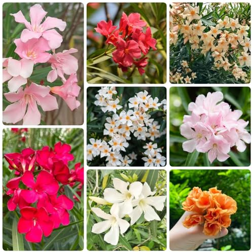 semi di oleandro, resistenti all'esterno giardino di vecchie varietà decorazione da giardino per esterni arbusti resistenti come 16pcs