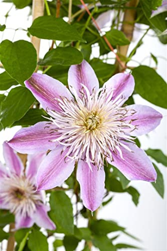 Waldrebe Clematis Hybride Empress 60-100 cm winterhart Kletterpflanze | Grosse Blueten, ideal fuer Pergola und Rankhilfe, sonnig bis halbschattig, robust und langlebig im Garten