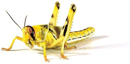 Monkfield Nutrition - Extra Large Live Locusts - 36-42mm - Popular Reptile Food - Letterbox Friendly