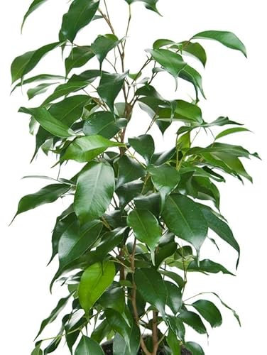 Árbol Ficus Benjamina Natural de 100cm Maceta de 17cm para un Crecimiento Saludable