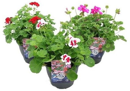 Geranios para Terraza y Jardín - 3 Plantas Naturales - Flores de Colores Plantas Vivas de Exterior