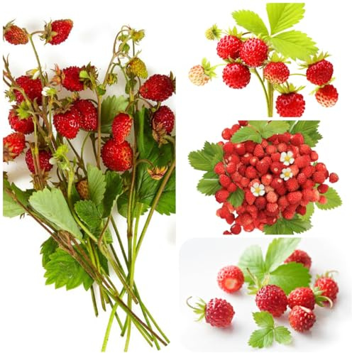 fresas silvestres - Cultivo de verdes, de interior fresas silvestres interior lugares soleados resistentes con en uso exterior, setos 650semillas