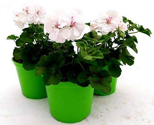 POWERS TO FLOWERS - GERANIO EDERA DOPPIOHERCULES, PELARGONIUM, 3 PIANTE VASO 14, BIANCO, piante vere
