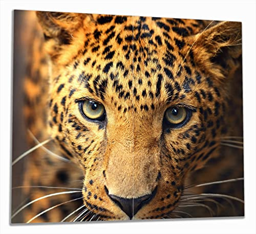Wallario Herdabdeckplatte/Spritzschutz aus Glas, 2-teilig, 60x52cm, für Ceran- und Induktionsherde, Leopard in Nahaufnahme beim Laufen