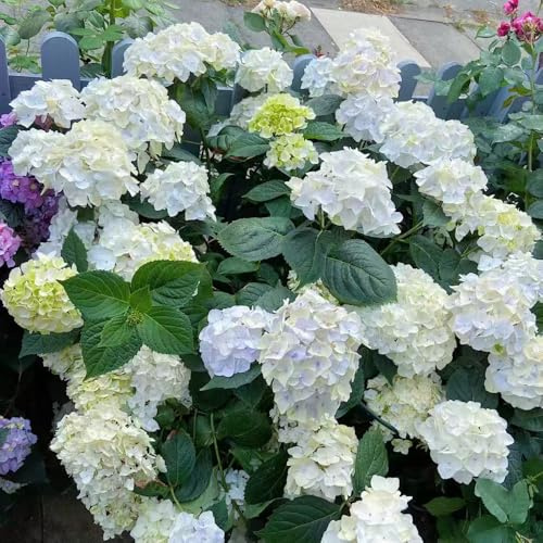 hortensien, hortensie - kletterpflanzen steingartenpflanzen gartenblumen balkonpflanzen zierblumen für sonnige plätze balkon blumenwiese topfblumen balkonblumen schnittblumen seltene 180samen