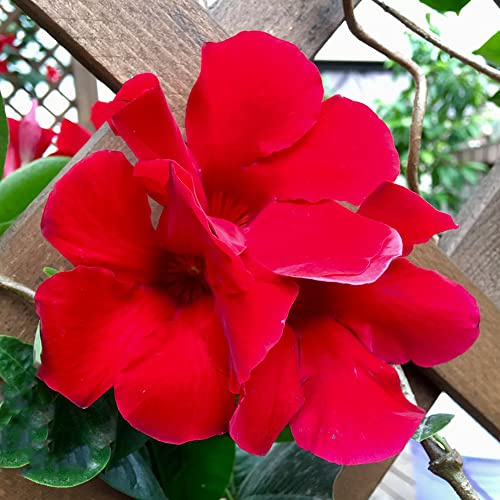 Mandevilla dipladenia - trepadoras, de jardín de rocas semillas tapizantes resistentes al invierno rápido crecimiento balcón 350semillas