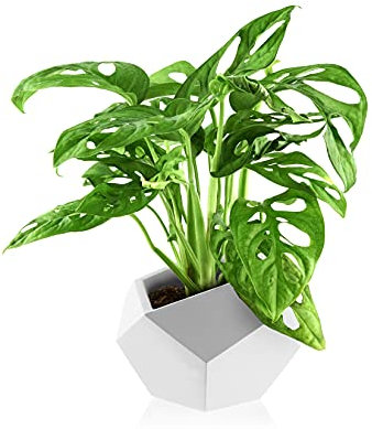 Justplants Macetero Monstera Monkey Leaf Cuadrado Blanco, 12 cm de diámetro y 15 cm de Alto