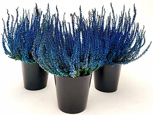 POWERS TO FLOWERS - ERICA CALLUNA COLOR LIFE BLU, 3 PIANTE, piante vere