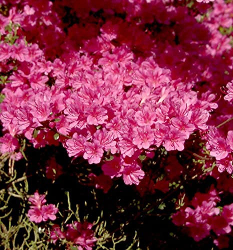 Japanische Azalee Amoena 25-30cm - Rhododendron obtusum - Zwerg Alpenrose - lebende Gartenpflanze aus den Baumschulen