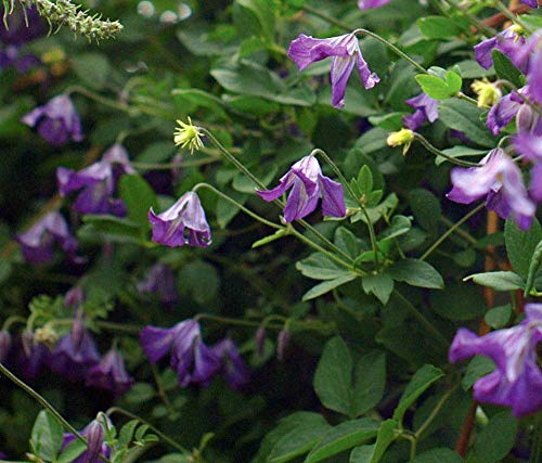 Italiani Clematis 15 Semi - Clematis viticella