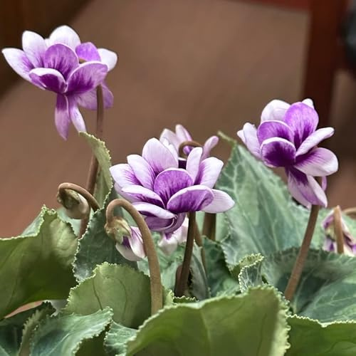 cyclamen alpenveilchen zierblumen blumendeko, schattenpflanzen alpenveilchen balkon, blumenwiese winterharte garten 35samen