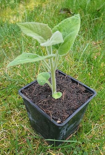Paulownia Turbo Pro, Kiribaum, Blauglockenbaum, Kaiserbaum, schnellwachsend, winterhart, schattenspendend