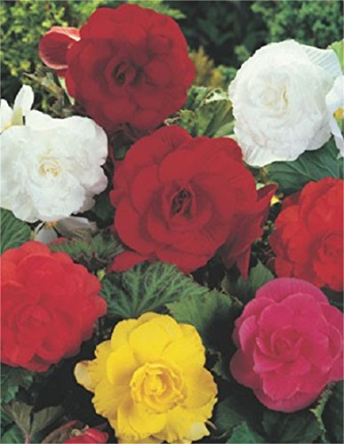 Begonien Großblütig gefüllt gemischt Knollenbegonien Blumenzwiebeln (5 Blumenzwiebeln)
