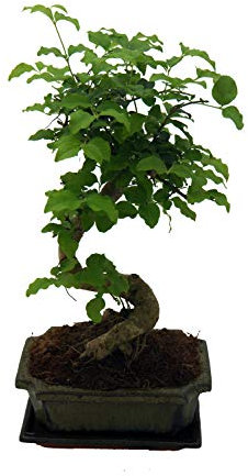 Liguster Bonsai ca. 7Jahre alt in einer Bonsaischale inkl Untersetzer (15cm)