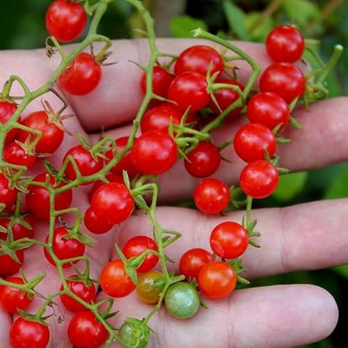 Tomato Currant - 30 Seeds - F1 Sweet Pea Cherry Currant Little Tomato, Red