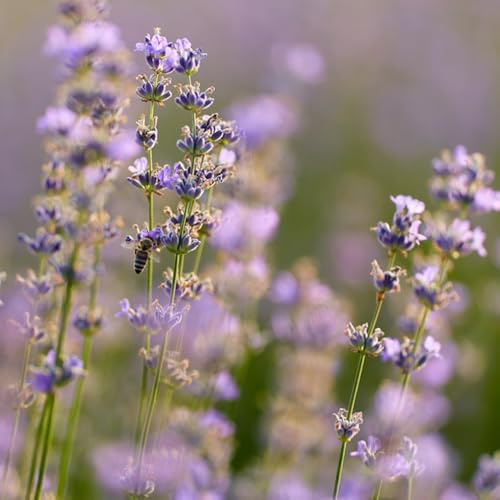 Semi di lavanda, regali da giardino per le donne rare semi di da esterno resistenti semi di selvatiche copertura del terreno regali 500pcs