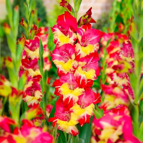 Bulbi di GLADIOLI | Bulbi provenienti dai migliori produttori Olandesi | Esclusiva selezione e controllo qualità | Fioritura garantita dal primo anno. (10 Gladioli RON PARK)