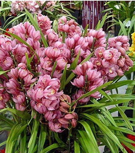SwansGreen 50 ITALIAN CYPRESS (Cupressus sempervirens) Tree Seeds,popular hardy bonsai seeds for home garden planting !!