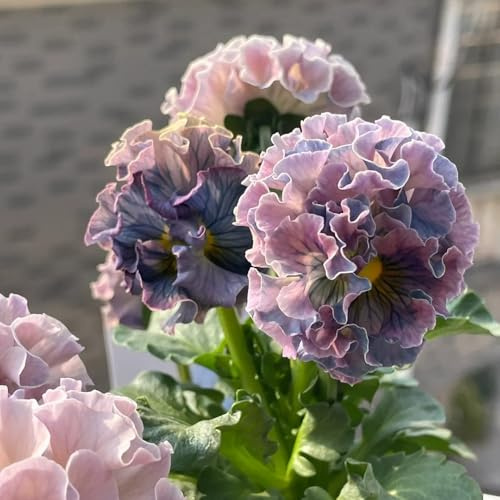 semi di viola cornuta perenne di perenni resistenti, viola cornuta, per il giardino, resistenti selvatici da balcone, recisi 150pcs