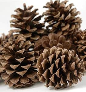 Direct Florist Supplies - Natural Fir Pine Austriaca Cones Florist Xmas Wreaths Garlands Wedding Christmas (One Size, 1, kg)